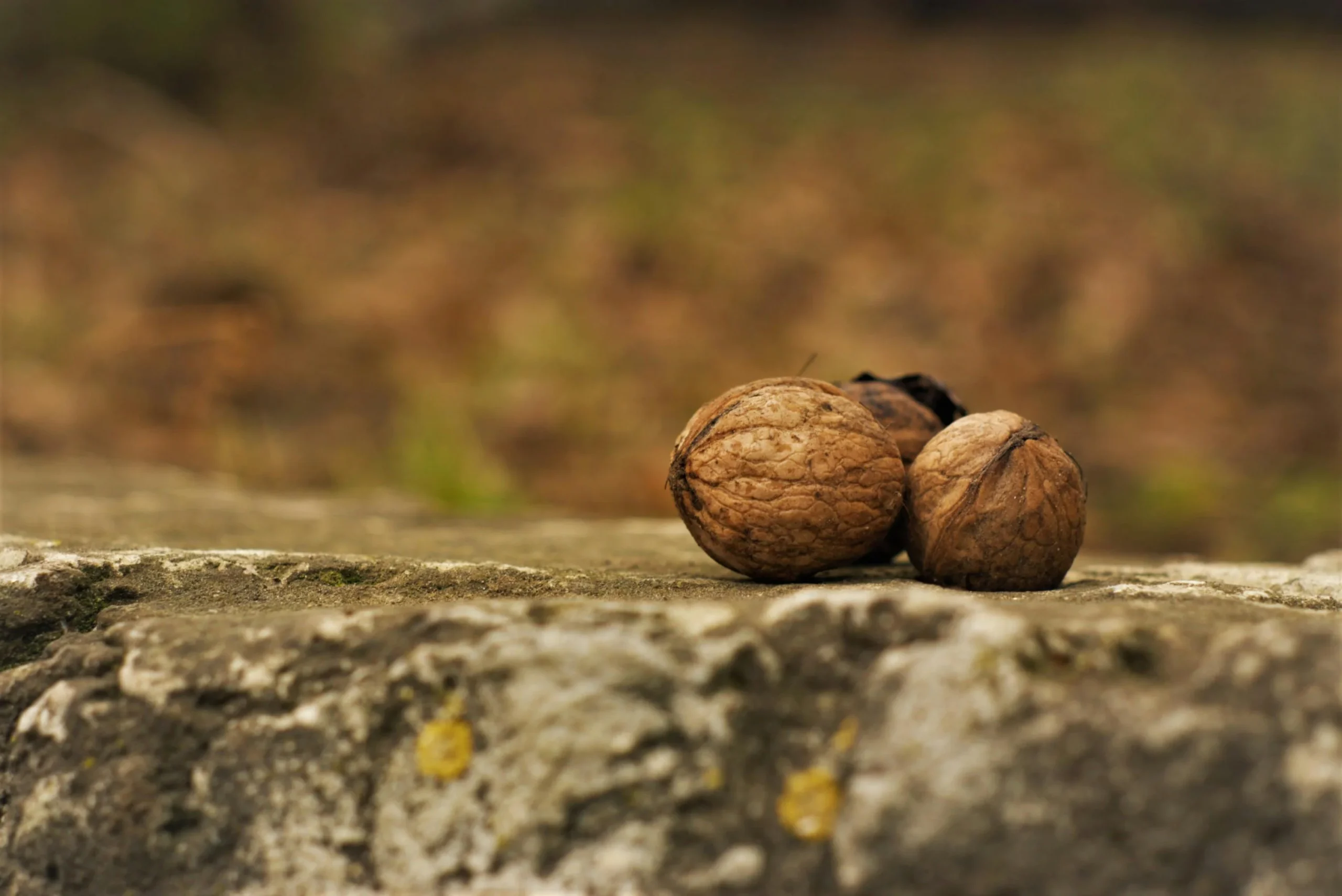 Types of walnuts in Iran and the world